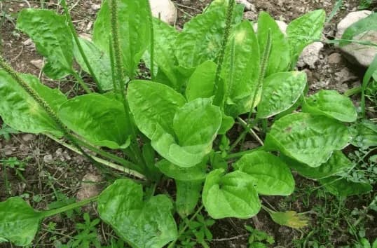 Tento list je darom z nebies: Lieči aj ten najhorší kašeľ, čistí pečeň a spevňuje kosti!