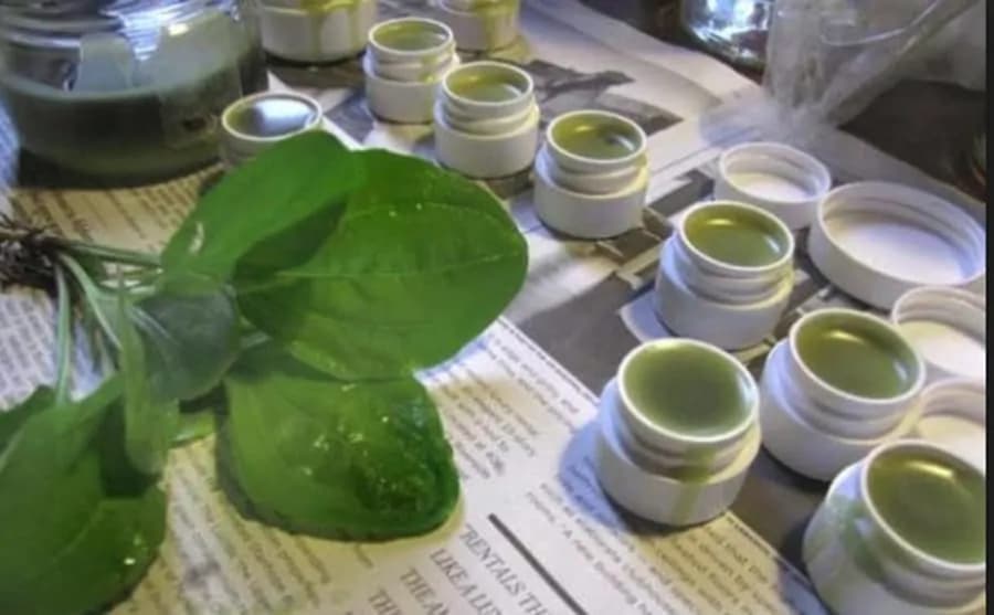 Domáca skorocelová masť: Poklad z prírody, ktorý by nemal chýbať v žiadnom dome!