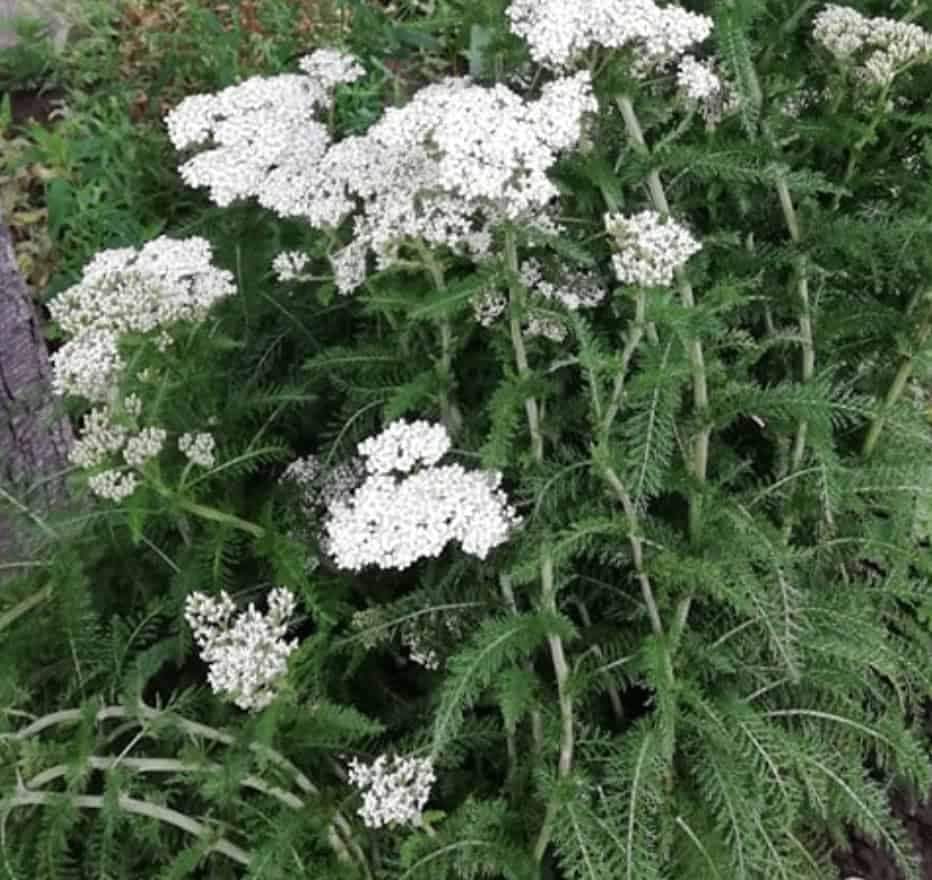 Obyčajná rastlina z našich lúk a celá lekáreň nemá toľko zdravotných výhod: DOMA ju musí mať každá jedna žena!
