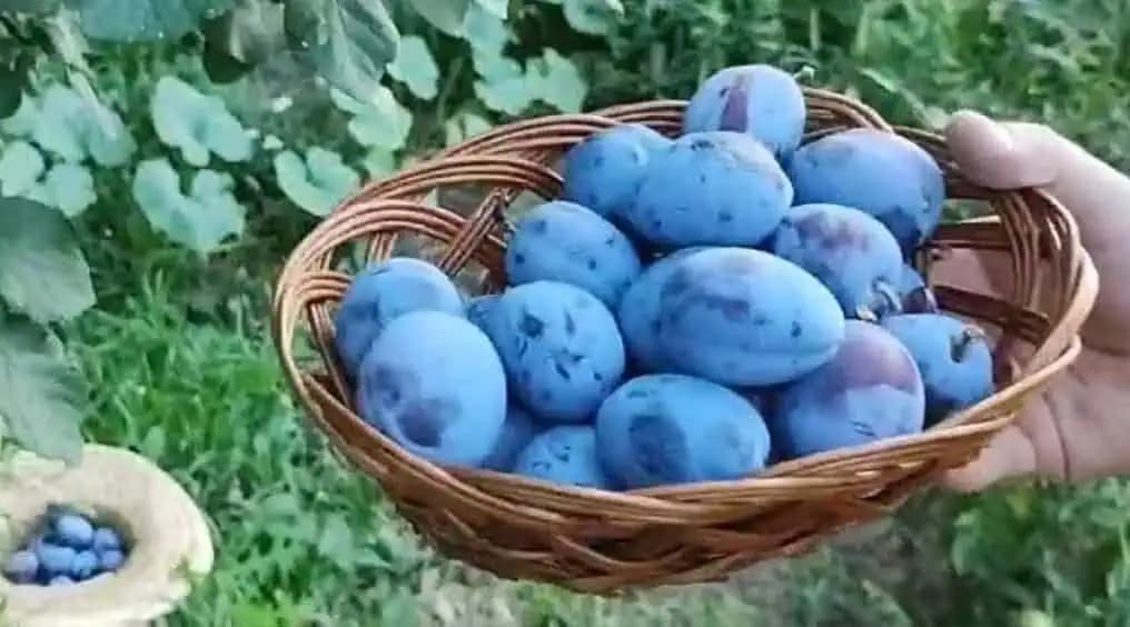 Slivka je zázračné ovocie: Výborne chutí čerstvá, aj v koláčoch a je nabitá liečivými vlastnosťami!