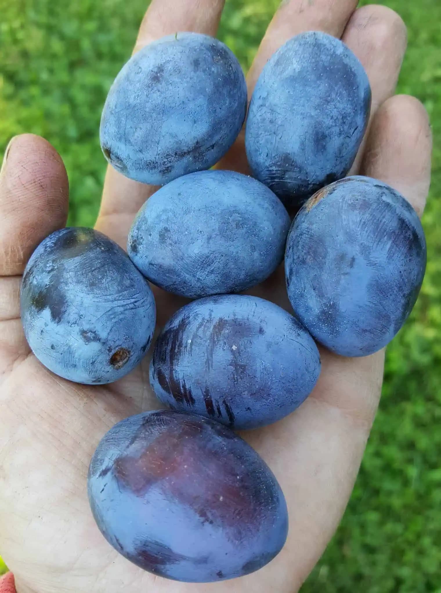 SLIVKY – zázračné ovocie pre zdravie. Päť neoceniteľných účinkov, na ktoré moderní ľudia už skoro zabudli!