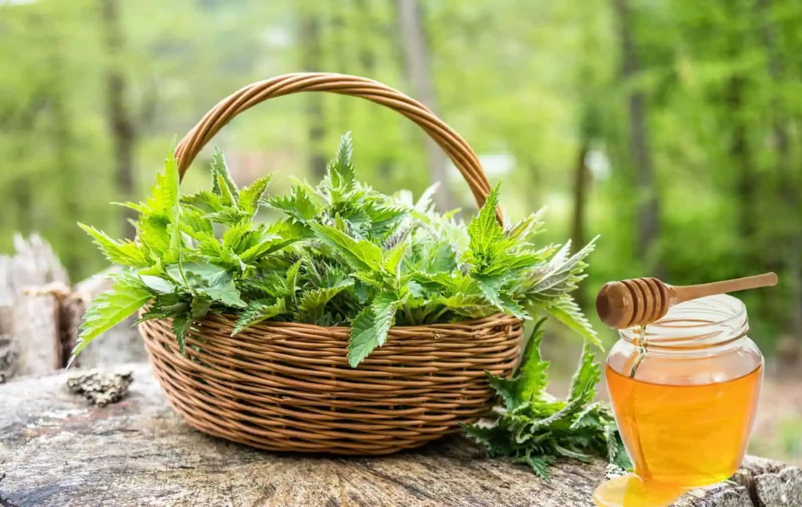 ŽIHĽAVA A MED vytiahnu zápal, čistia pľúca, pečeň a liečia vraj takmer každú chorobu: Zapíšte si RECEPT!