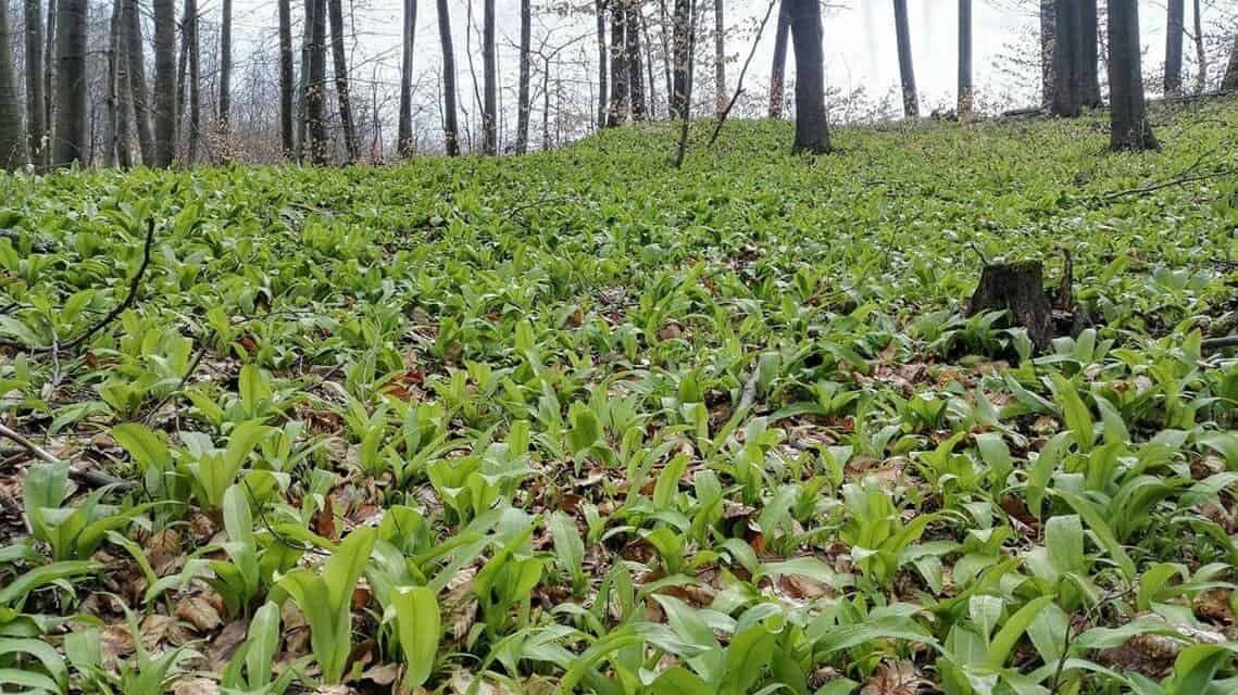 SIRUP Z MEDVEDIEHO CESNAKU: Storočný recept, ktorý lieči kašeľ, angínu a všetky respiračné choroby!