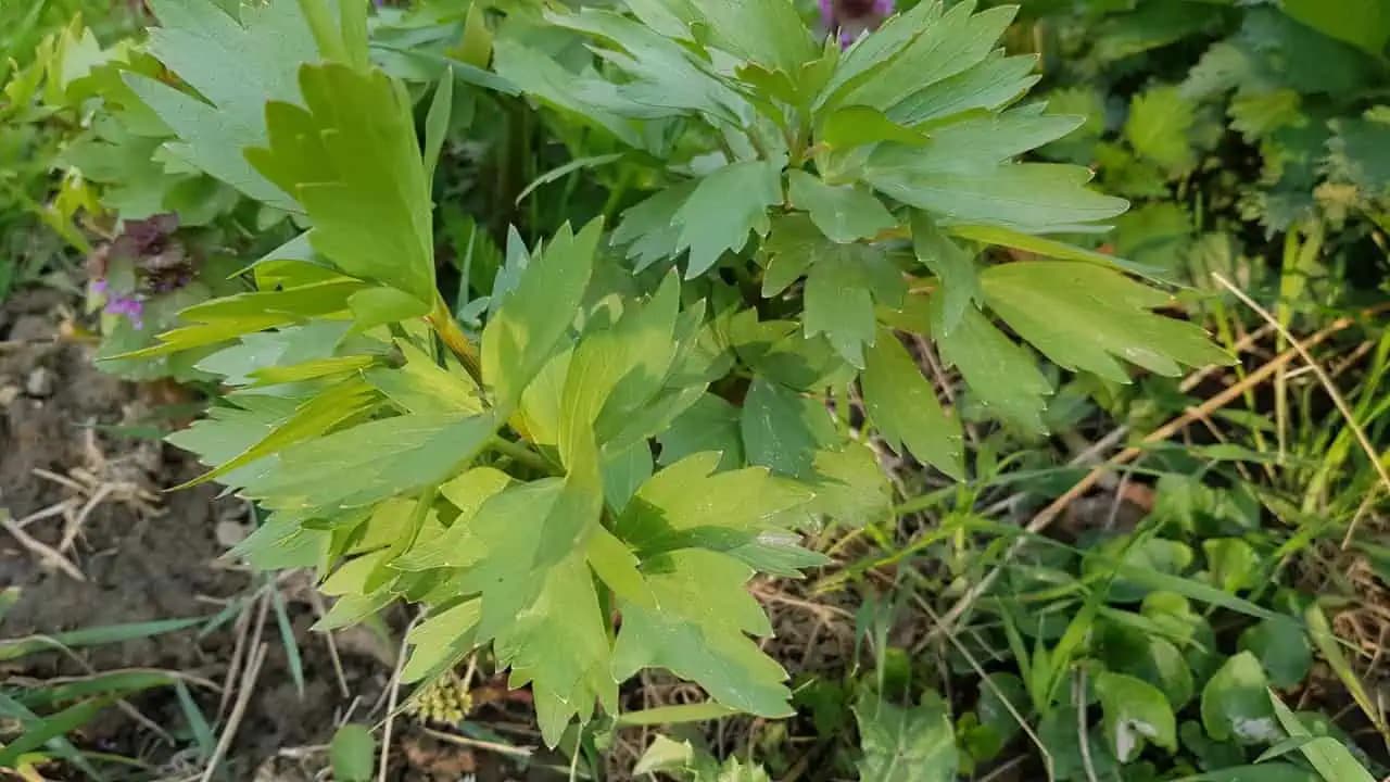 Pestujte si ligurček vo vašej záhrade: Je vynikajúci do polievky, aj pre zdravie!