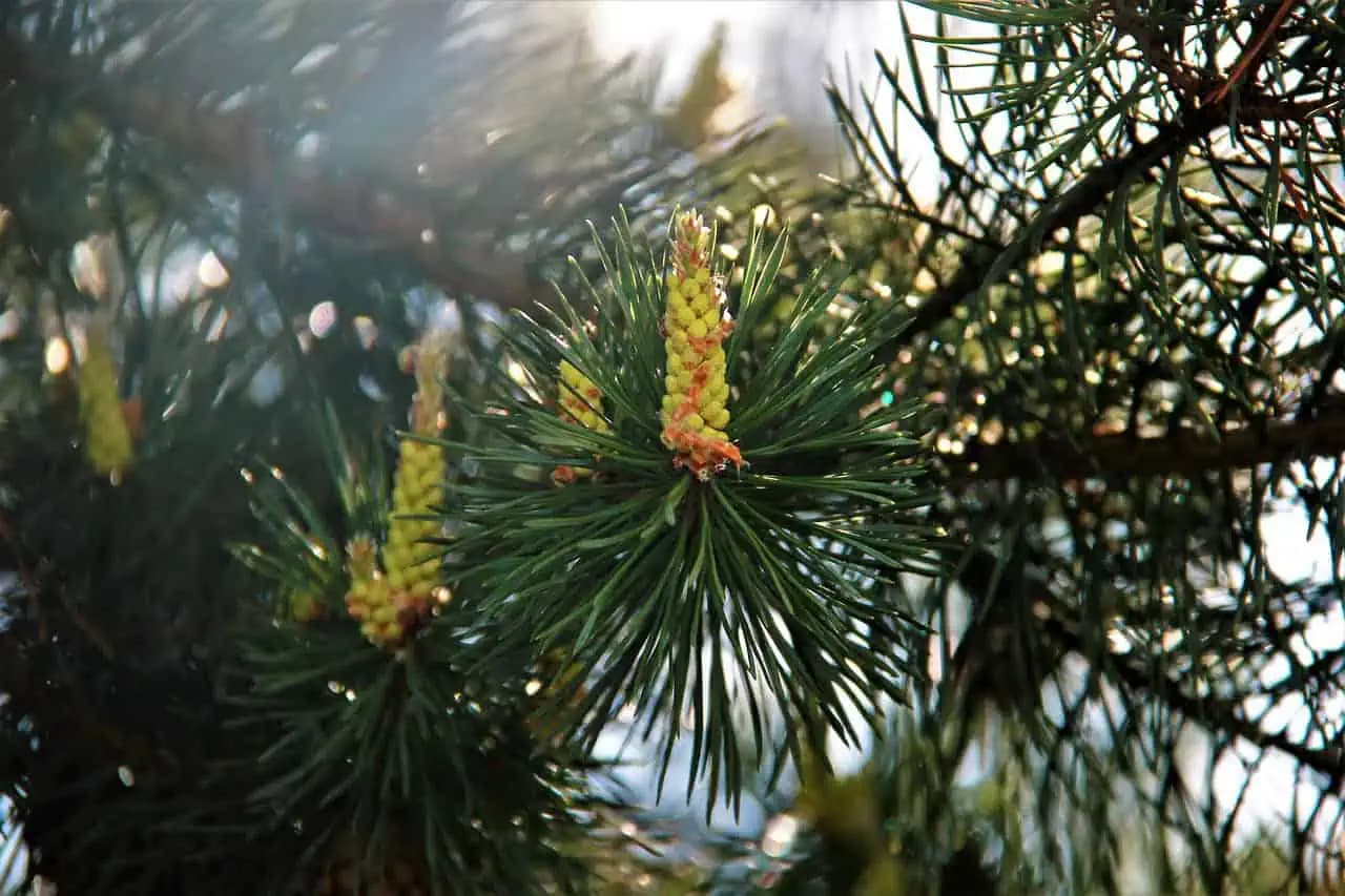 Takmer nikto netuší, že kvety tohto bežného ihličnana sú jedlé: Lesníci ich jedia ako cukríky!