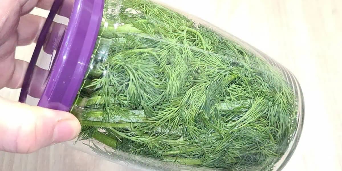 Nedocenená „BURINA“ zo slovenských záhrad. Ak si dáte do pohára obyčajný kôpor do pohára, neobanujete. Prečítajte si prečo!