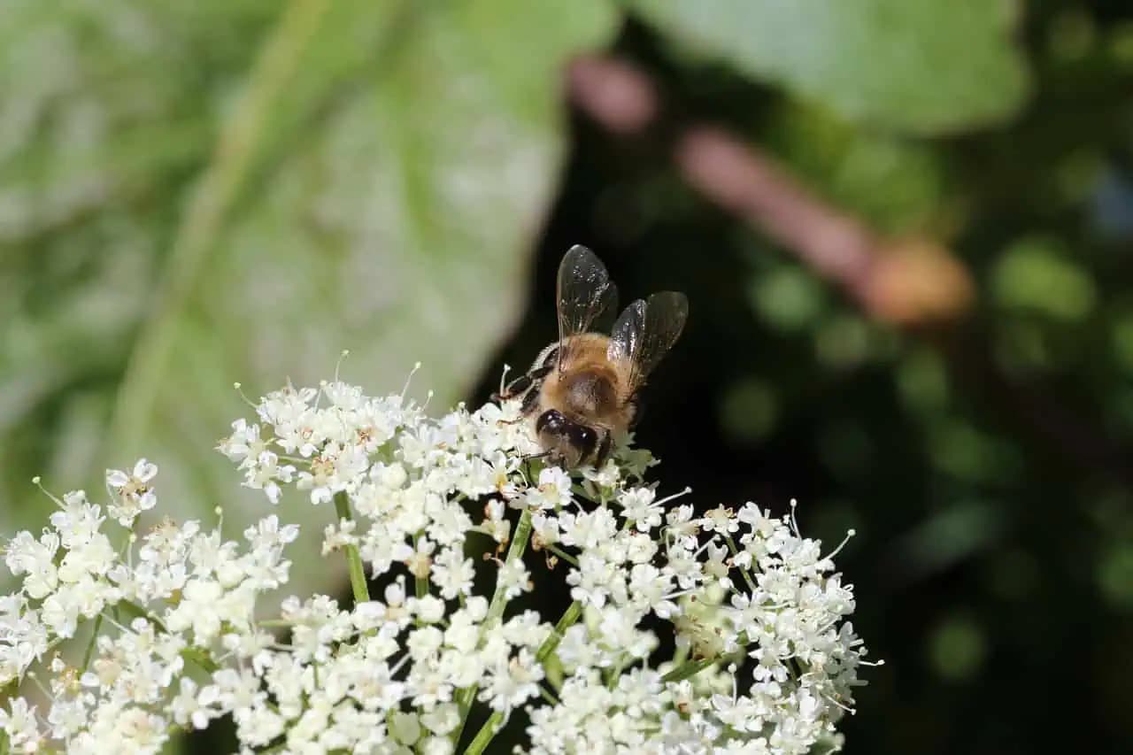 Vonia ako petržlen, ale je oveľa zdravší: Po 60-tke ODSTRÁNI tento nepríjemný problém!