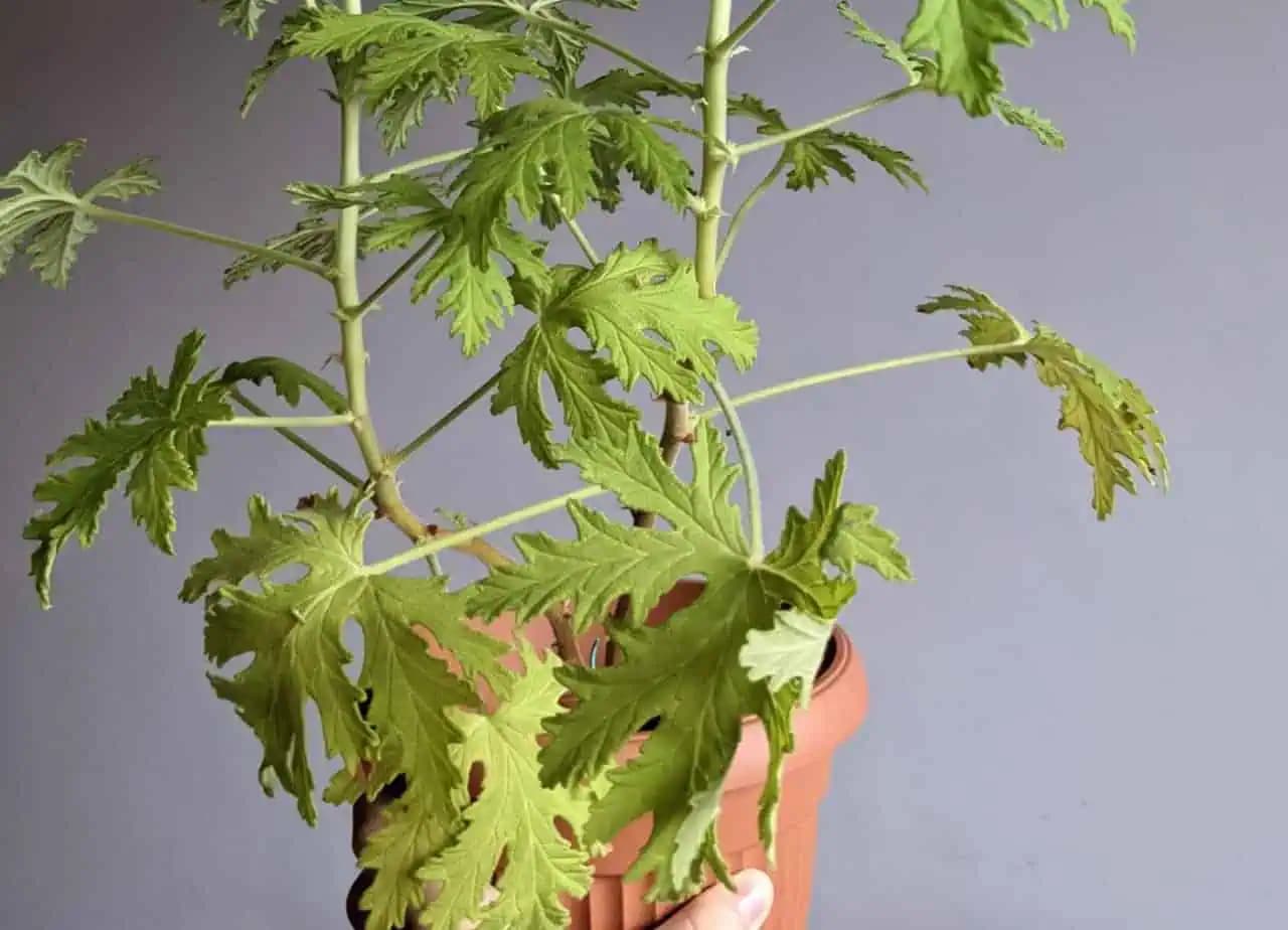 Odtrhnem 12 listov rovno z kvetináča a uvarím vo vode: Málo známy zázrak na „ženské problémy“ a ozdravenie tela!