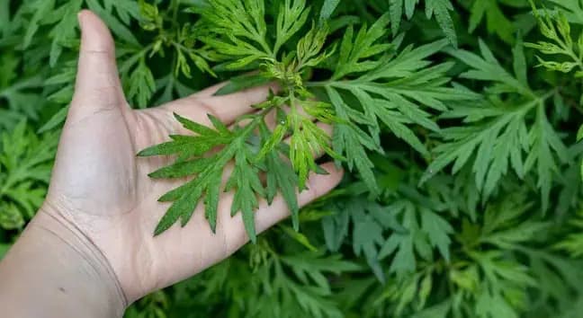 Pre mnohých je to len burina, ale nedajte sa oklamať: V skutočnosti je to protirakovinový a protizápalový zázrak!