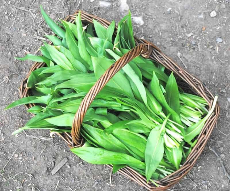 Máte vysoký tlak, ste často chorí a trápi vás únava? Najvyšší čas začať jesť MEDVEDÍ CESNAK!