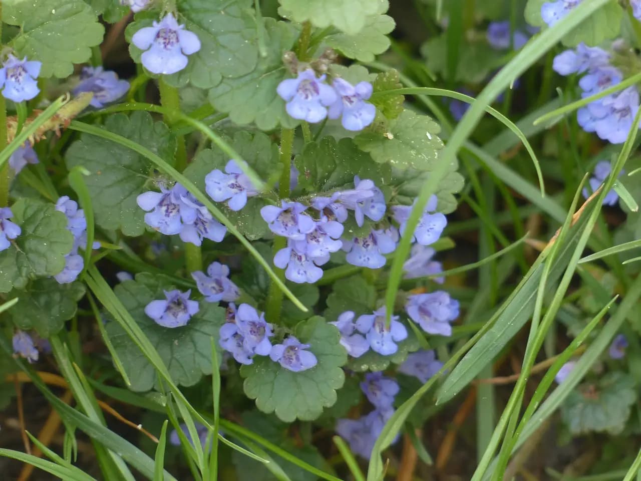 Nie všetci Slováci spoznávajú túto BURINU z babkinej záhrady: Jej hodnota sa nedá ani vyčísliť!