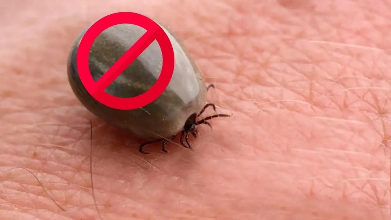 Mnoho ľudí o tom nevie, ale toto je 100% OCHRANA PROTI KLIEŠŤOM: Ani jeden sa vás už nedotkne!
