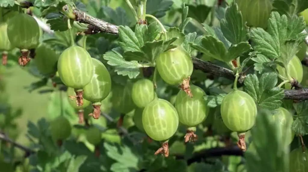 Zabudnuté plody z babkinej záhrady, ktoré dokážu zázraky: Toto ovocie vás lieči a stačí len zjesť len za 1 hrsť!