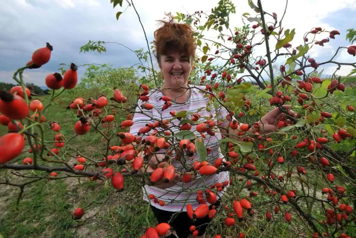 Hovorí sa, že preberie k životu aj mŕtveho: Toto je najliečivejšia rastlina na svete a rastie ZADARMO!