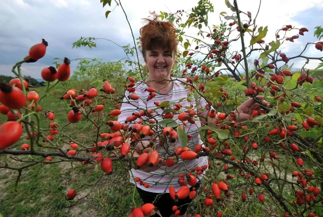Hovorí sa, že preberie k životu aj mŕtveho: Toto je najliečivejšia rastlina na svete a rastie ZADARMO!