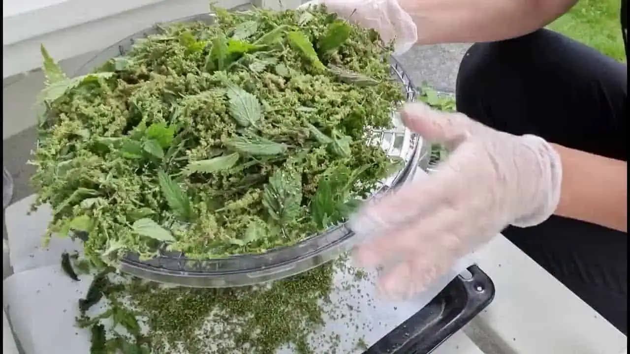 Toto je DÔVOD, prečo na jeseň zbieram semená žihľavy: Sú cennejšie ako listy!