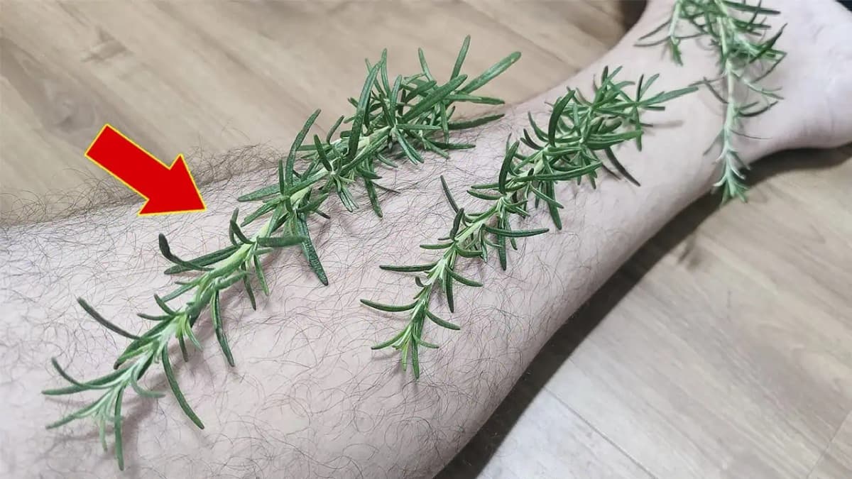 Úžasný dôvod, prečo si náš dedo vždy večer prikladal na nohy rozmarín: Skúste to dnes, keď pôjdete spať!