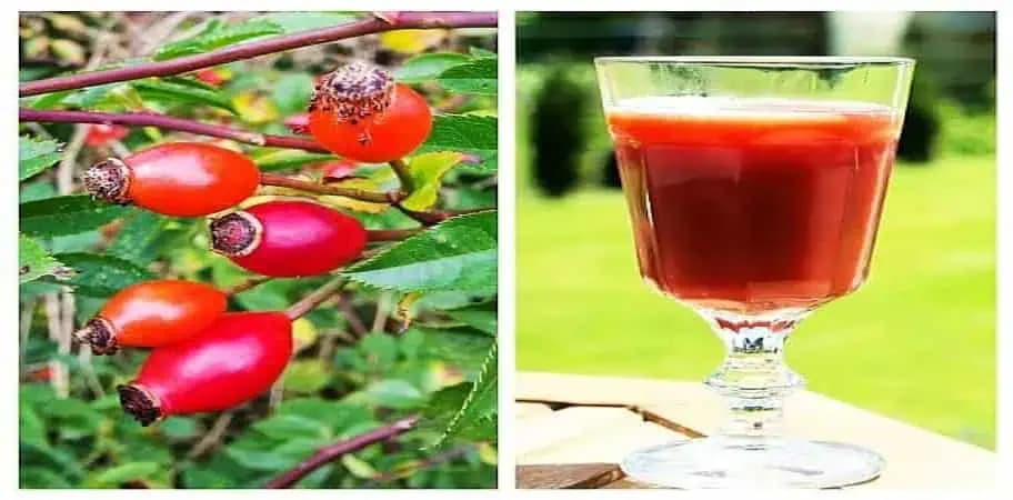 Liečivý sirup zo šípok bez varenia: Stačí 1 lyžička a zabudnete, čo je choroba aj bolesť brucha!