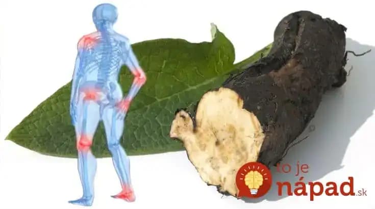 Existuje len jedna rastlina, ktorá dokáže zachrániť vaše kosti a kĺby: Začiatkom jari má najväčšiu silu!