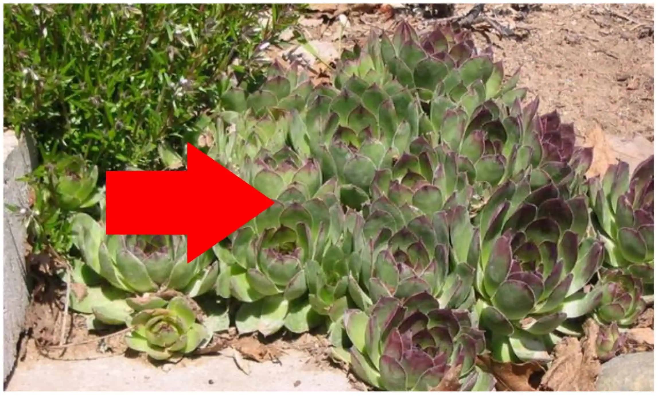 Do každého prázdneho kvetináča vysaďte túto rastlinu, učila nás babička: 1 list zrazí HORÚČKU, vyčistí priedušky a odstráni kurie oko!