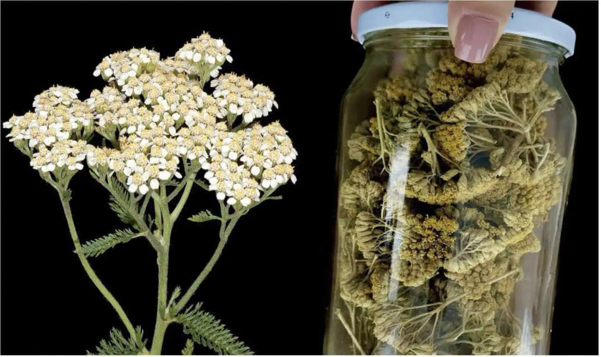 Rastlina, ktorú vidíte na obrázku, je jednou z najzdravších na svete!