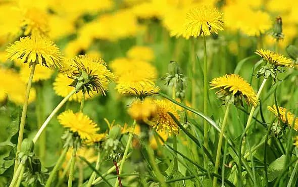 Jedzte púpavu, ak chcete mať zdravú krv a pečeň, hovoril môj dedo: Tu je RECEPT!