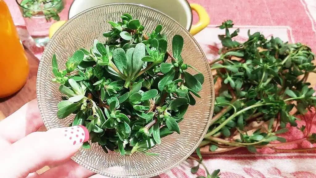 HĽADAJTE túto zeleň v záhrade: Mnohí si mysli, že je to len BURINA – jej hodnota sa ale nedá ani vyčísliť!