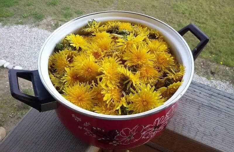 Čaj z púpavy čistí pokožku, odstraňuje škvrny, akné a lieči mnohé kožné choroby: RECEPT!