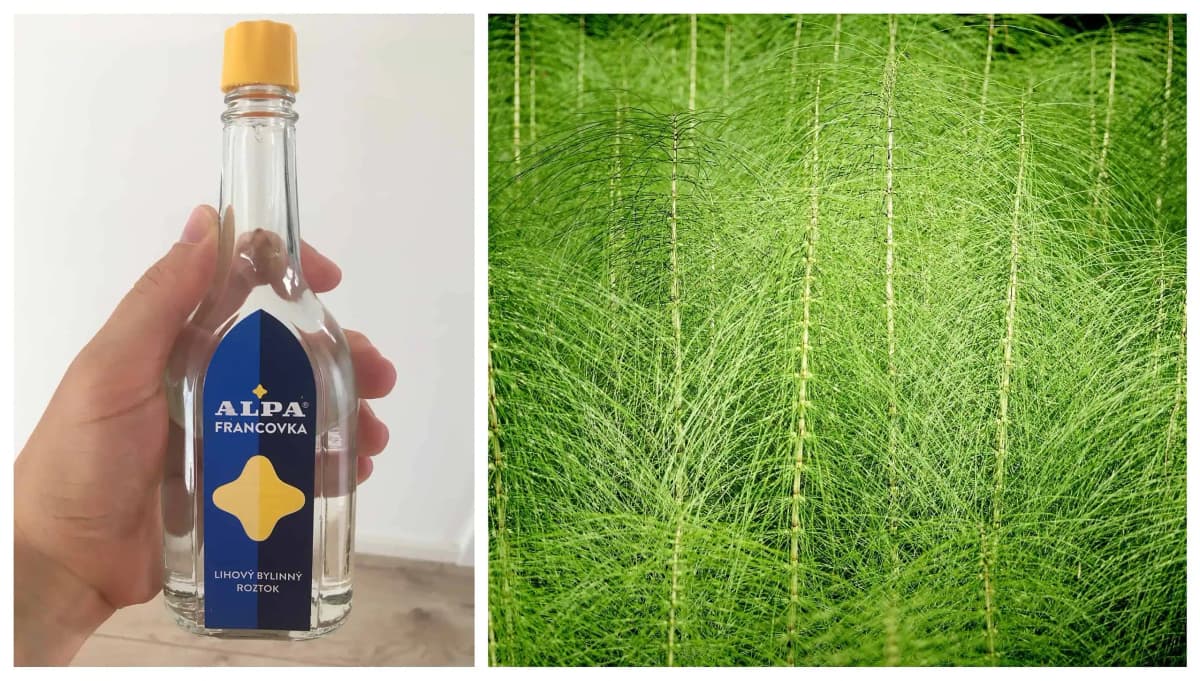 Toto povedzte každému, koho trápia kríže a boľavé kolená: Overené, odskúšané – toto zaberie za 1 noc!!