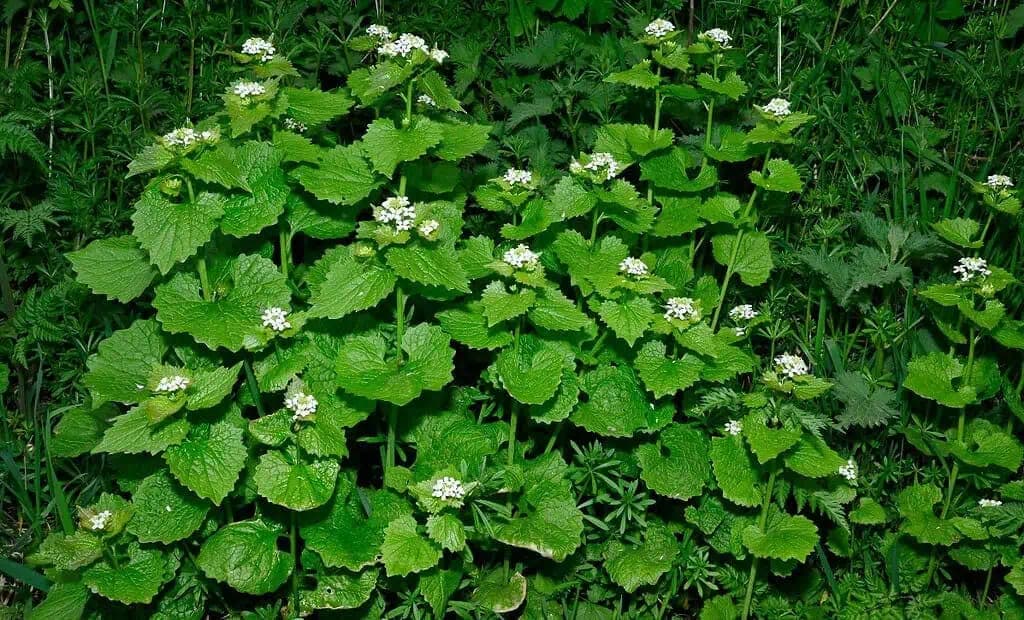 VŠETCI hľadajú medvedí cesnak a vedľa neho rastie ešte lepšia rastlina. Za jej zber vám nehrozia žiadne pokuty!