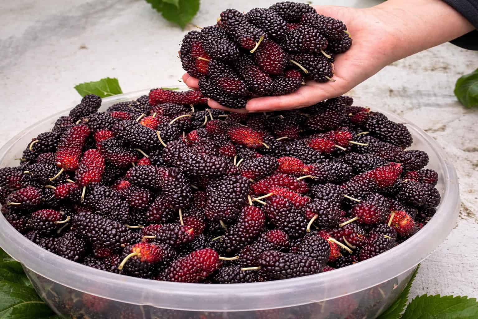 Je protirakovinové, protizápalové a práve teraz by malo byť v každej záhrade: Dôvod, prečo by mal toto ovocie poznať každý!