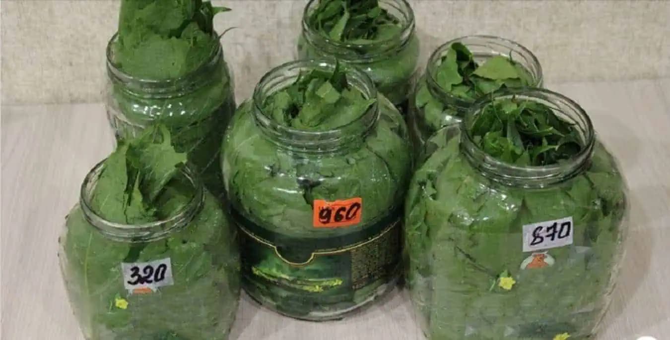 Kto ich má v záhrade, nemusí sa báť VYSOKÉHO TLAKU, kŕčových žíl ani alergie: Natrhajte si na jar tieto listy!