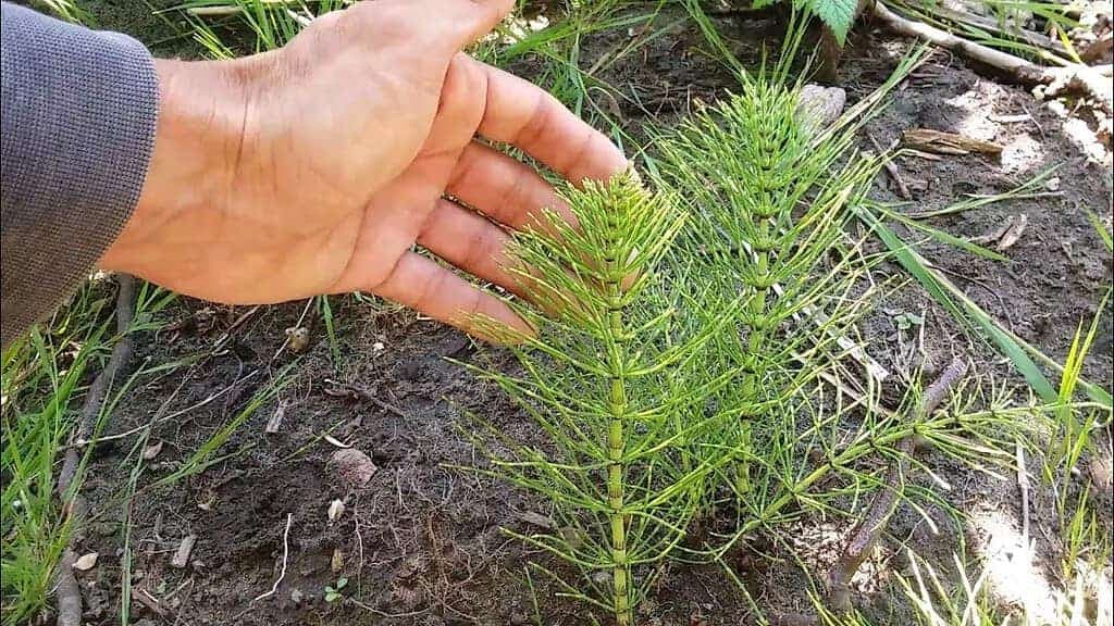 Nie všetci Slováci spoznávajú túto BURINU z babkinej záhrady: Jej hodnota sa nedá ani vyčísliť!