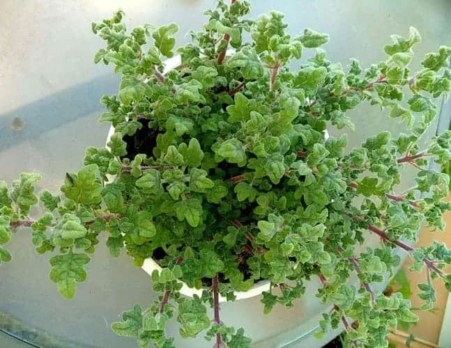 Dajte si do bytu túto rastlinu a NAVŽDY zabudnite, čo je migréna a bolesť hlavy: Ja ju mám v každej izbe!