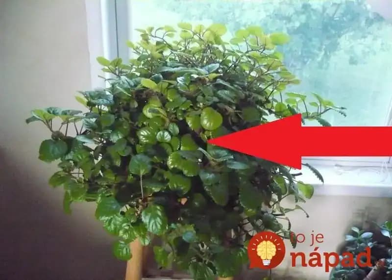 Dajte si do izby túto rastlinu a konečne sa vyspíte: Ak máte nádchu či upchaté dutiny, pomôže lepšie ako sprej do nosa!
