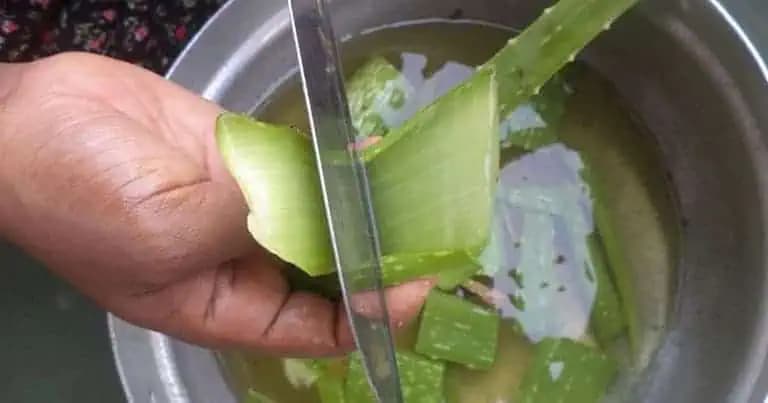 Túto rastlinu má doma skoro každý, ale o tomto ľudia nevedia: Dajte LIST aloe vera do mrazničky len na 12 hodín (ÚČINOK)!