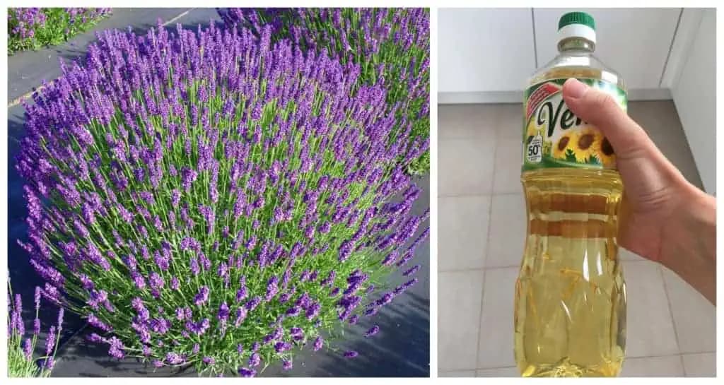 Nerobte z nej len voňavé kytice: Zalejte hrsť levandule obyčajným olejom a NAVŽDY si pamätajte tento recept – neuveríte, čo dokáže!