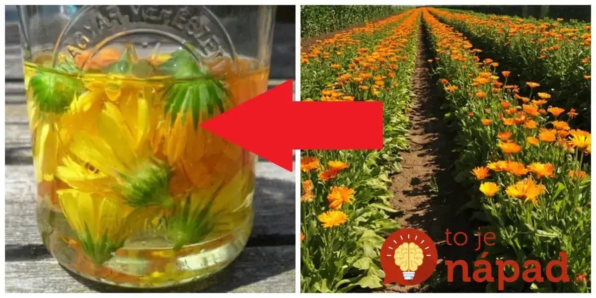 Zabudnite, čo sú štípance, ekzémy a spálenie od slnka: Hojivý všeliek z prababkinej záhrady, v lekárni ho nekúpite!
