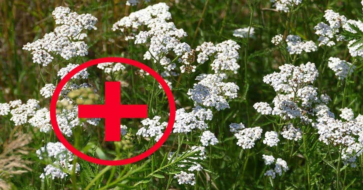 Obyčajná rastlina z našich lúk a celá lekáreň nemá toľko zdravotných výhod: DOMA ju musí mať každá jedna žena!