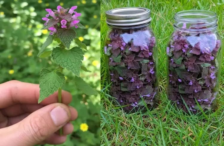 Hluchavka purpurová: Nenápadná bylinka plná cenných látok, ktorú mnohí považujú za obyčajnú burinu!