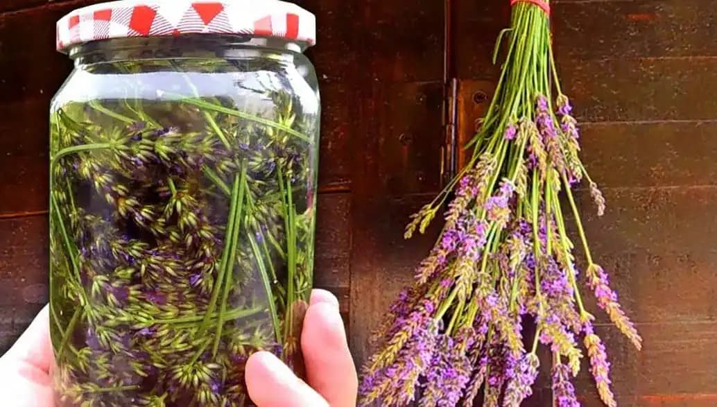 Levanduľa V OLEJI je silnejšia ako hocijaké lieky, hovorila moja mama: Zapamätajte si tento recept na celý život!