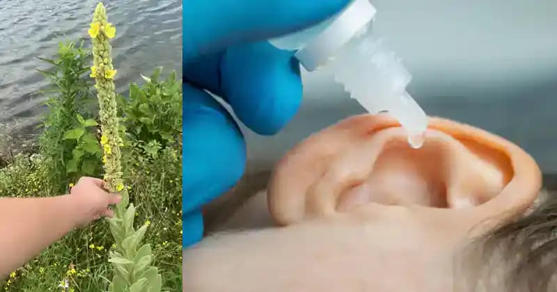 Divozel na problémy s ušami: Tento nenápadný kvet poznali už naše staré mamy!